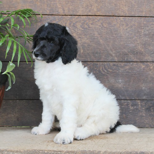 puppy, for, sale, Standard Poodle, John  Stoltzfus, dog, breeder, Christiana, PA, dog-breeder, puppy-for-sale, forsale, nearby, find, puppyfind, locator, puppylocator, aca
