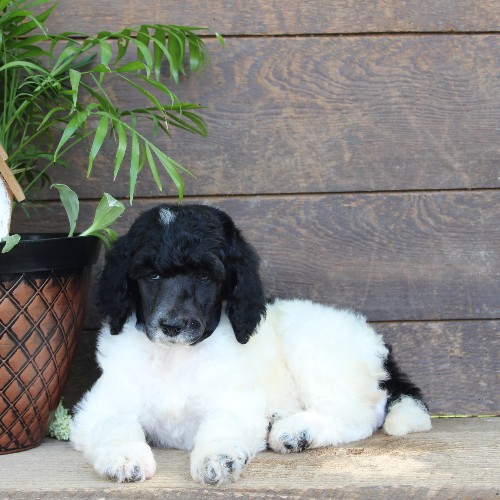 puppy, for, sale, Standard Poodle, John  Stoltzfus, dog, breeder, Christiana, PA, dog-breeder, puppy-for-sale, forsale, nearby, find, puppyfind, locator, puppylocator, aca