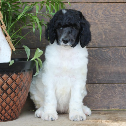 puppy, for, sale, Standard Poodle, John  Stoltzfus, dog, breeder, Christiana, PA, dog-breeder, puppy-for-sale, forsale, nearby, find, puppyfind, locator, puppylocator, aca