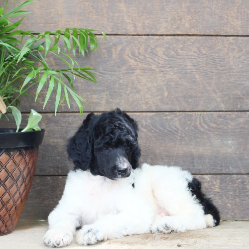 puppy, for, sale, Standard Poodle, John  Stoltzfus, dog, breeder, Christiana, PA, dog-breeder, puppy-for-sale, forsale, nearby, find, puppyfind, locator, puppylocator, aca
