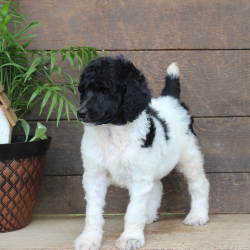 puppy, for, sale, Standard Poodle, John  Stoltzfus, dog, breeder, Christiana, PA, dog-breeder, puppy-for-sale, forsale, nearby, find, puppyfind, locator, puppylocator, aca