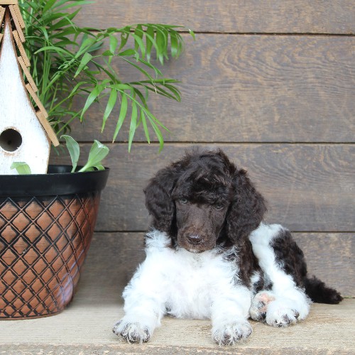 puppy, for, sale, Standard Poodle, John  Stoltzfus, dog, breeder, Christiana, PA, dog-breeder, puppy-for-sale, forsale, nearby, find, puppyfind, locator, puppylocator, aca