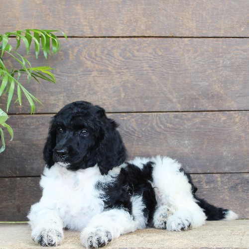 puppy, for, sale, Standard Poodle, John  Stoltzfus, dog, breeder, Christiana, PA, dog-breeder, puppy-for-sale, forsale, nearby, find, puppyfind, locator, puppylocator, aca