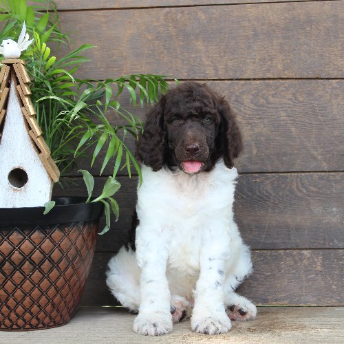 puppy, for, sale, Standard Poodle, John  Stoltzfus, dog, breeder, Christiana, PA, dog-breeder, puppy-for-sale, forsale, nearby, find, puppyfind, locator, puppylocator, aca
