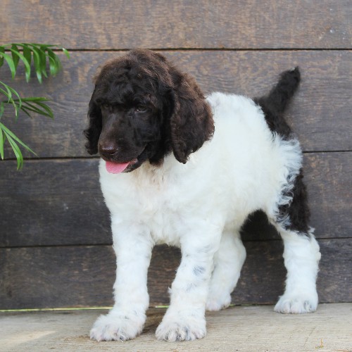 puppy, for, sale, Standard Poodle, John  Stoltzfus, dog, breeder, Christiana, PA, dog-breeder, puppy-for-sale, forsale, nearby, find, puppyfind, locator, puppylocator, aca