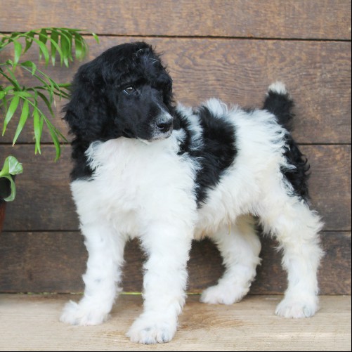 puppy, for, sale, Standard Poodle, John  Stoltzfus, dog, breeder, Christiana, PA, dog-breeder, puppy-for-sale, forsale, nearby, find, puppyfind, locator, puppylocator, aca