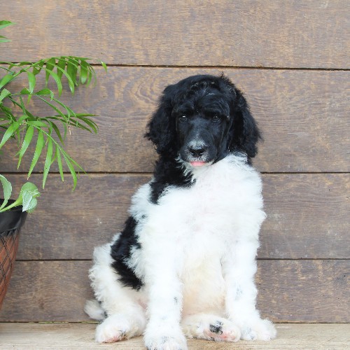 puppy, for, sale, Standard Poodle, John  Stoltzfus, dog, breeder, Christiana, PA, dog-breeder, puppy-for-sale, forsale, nearby, find, puppyfind, locator, puppylocator, aca