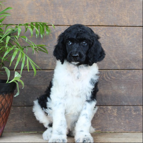 puppy, for, sale, Standard Poodle, John  Stoltzfus, dog, breeder, Christiana, PA, dog-breeder, puppy-for-sale, forsale, nearby, find, puppyfind, locator, puppylocator, aca