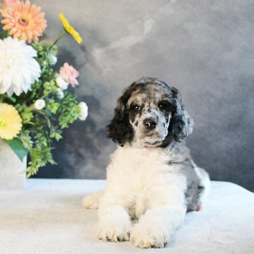 puppy, for, sale, Standard Poodle, John  Stoltzfus, dog, breeder, Christiana, PA, dog-breeder, puppy-for-sale, forsale, nearby, find, puppyfind, locator, puppylocator, aca