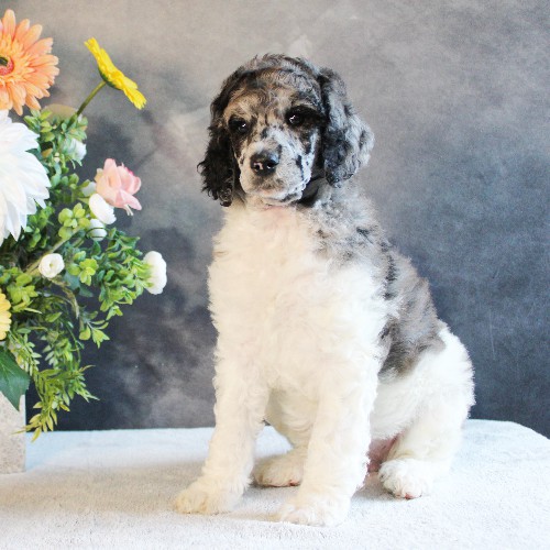 puppy, for, sale, Standard Poodle, John  Stoltzfus, dog, breeder, Christiana, PA, dog-breeder, puppy-for-sale, forsale, nearby, find, puppyfind, locator, puppylocator, aca
