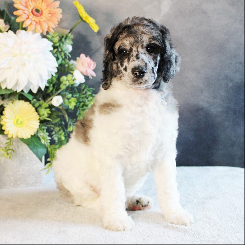 puppy, for, sale, Standard Poodle, John  Stoltzfus, dog, breeder, Christiana, PA, dog-breeder, puppy-for-sale, forsale, nearby, find, puppyfind, locator, puppylocator, aca