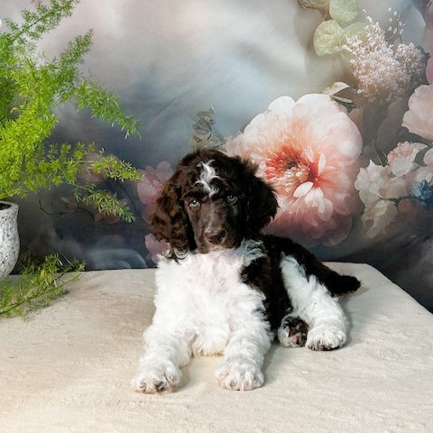puppy, for, sale, Standard Poodle, John  Stoltzfus, dog, breeder, Christiana, PA, dog-breeder, puppy-for-sale, forsale, nearby, find, puppyfind, locator, puppylocator, aca