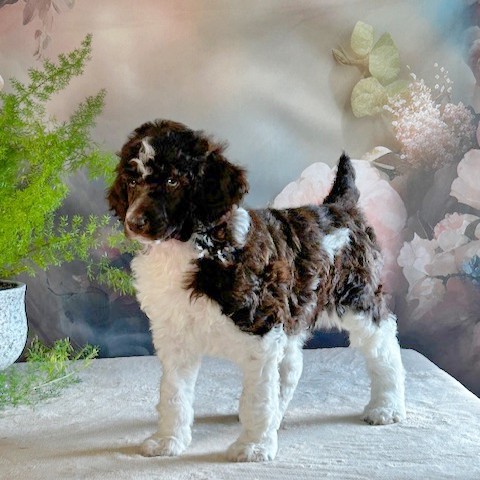 puppy, for, sale, Standard Poodle, John  Stoltzfus, dog, breeder, Christiana, PA, dog-breeder, puppy-for-sale, forsale, nearby, find, puppyfind, locator, puppylocator, aca