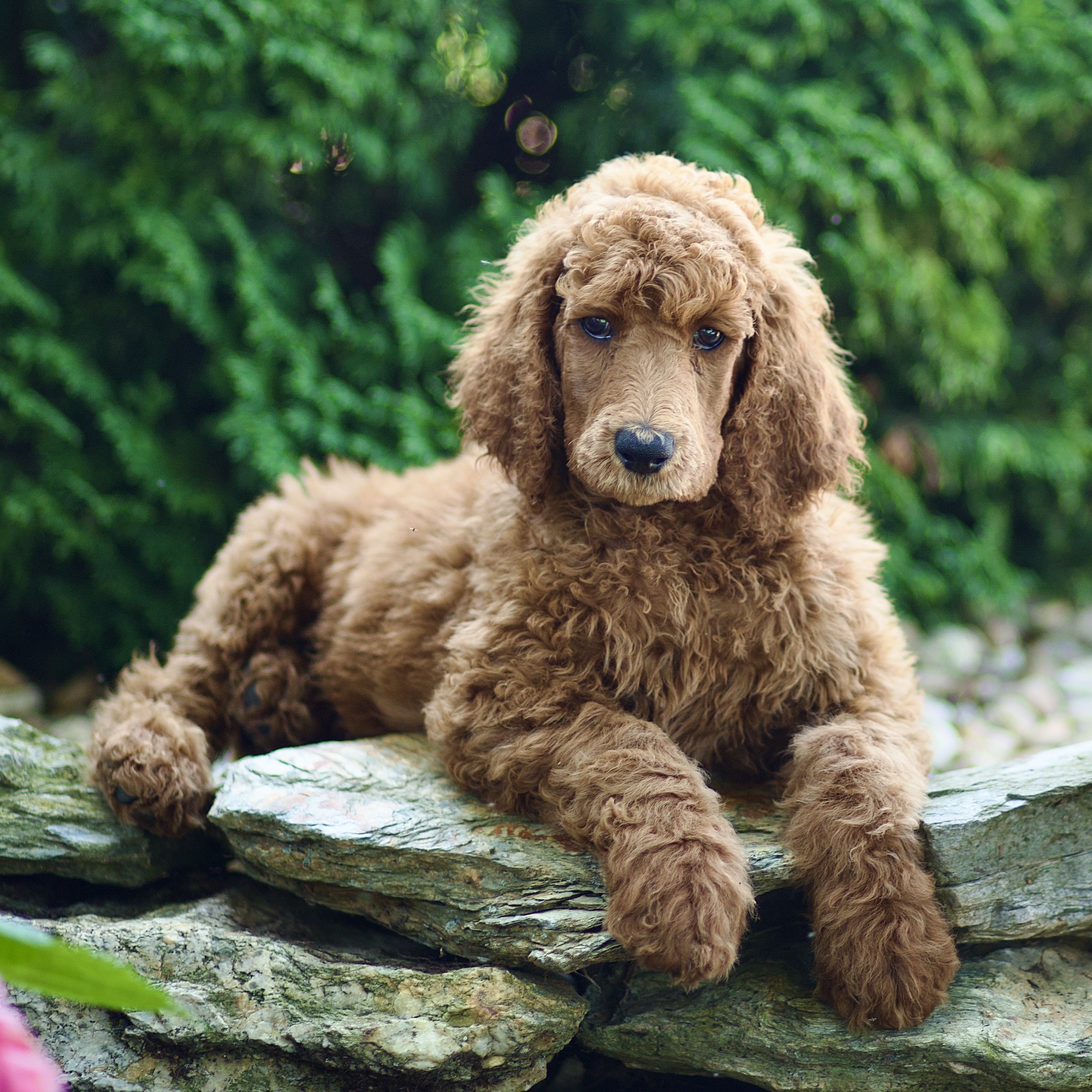 puppy, for, sale, Standard Poodle, John  Stoltzfus, dog, breeder, Christiana, PA, dog-breeder, puppy-for-sale, forsale, nearby, find, puppyfind, locator, puppylocator, aca
