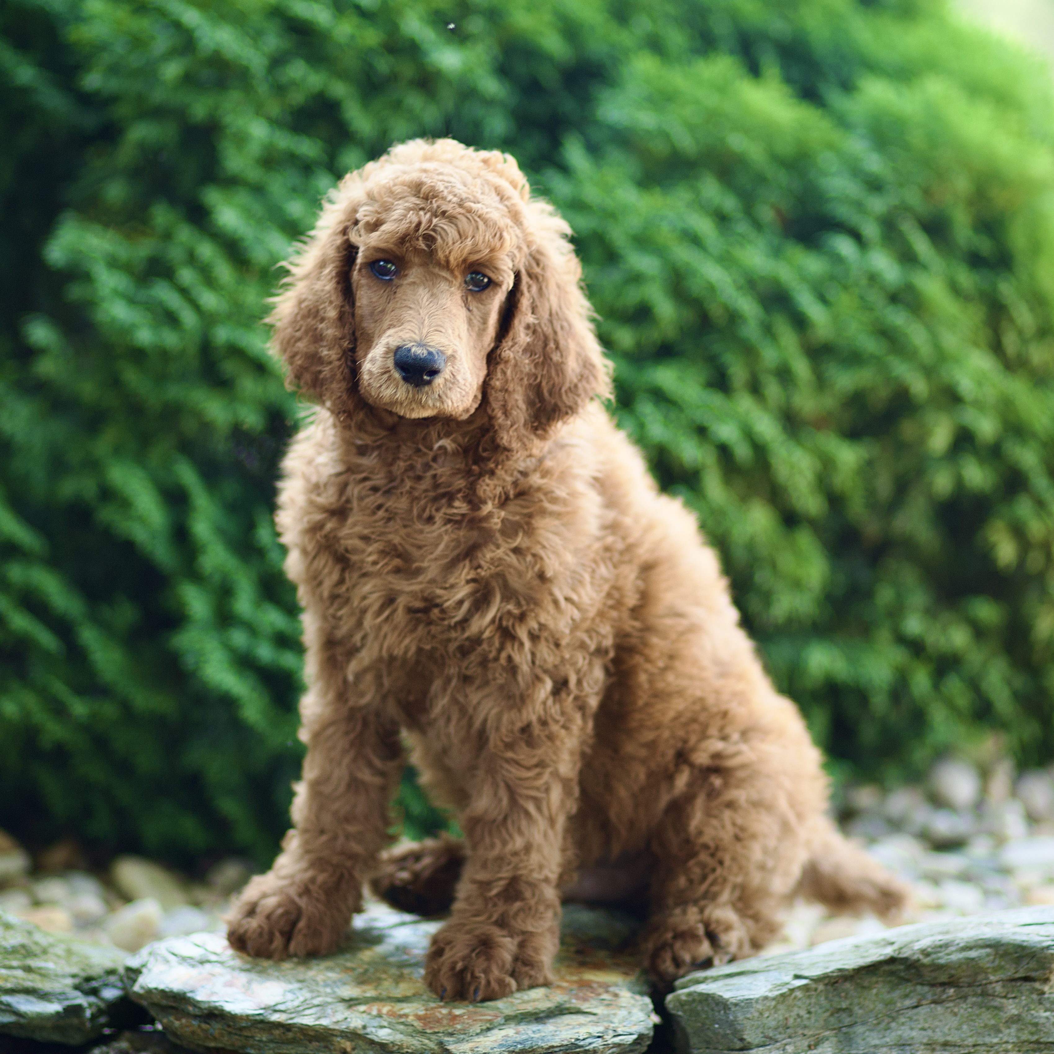 puppy, for, sale, Standard Poodle, John  Stoltzfus, dog, breeder, Christiana, PA, dog-breeder, puppy-for-sale, forsale, nearby, find, puppyfind, locator, puppylocator, aca
