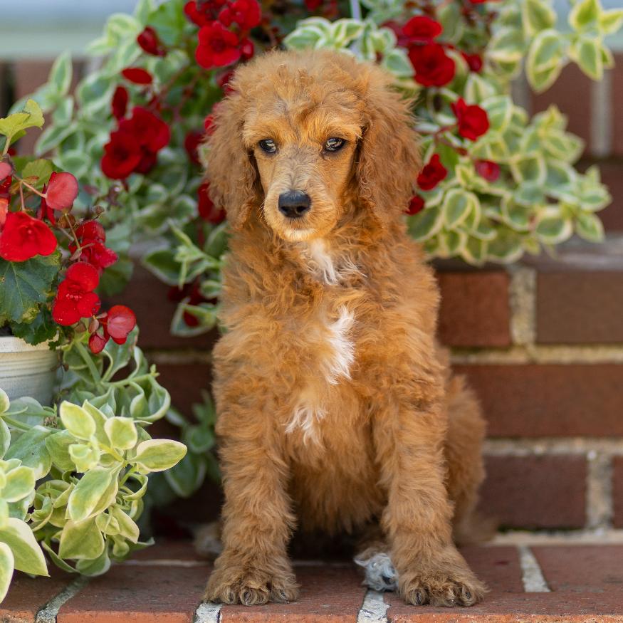 puppy, for, sale, Standard Poodle, John  Stoltzfus, dog, breeder, Christiana, PA, dog-breeder, puppy-for-sale, forsale, nearby, find, puppyfind, locator, puppylocator, aca
