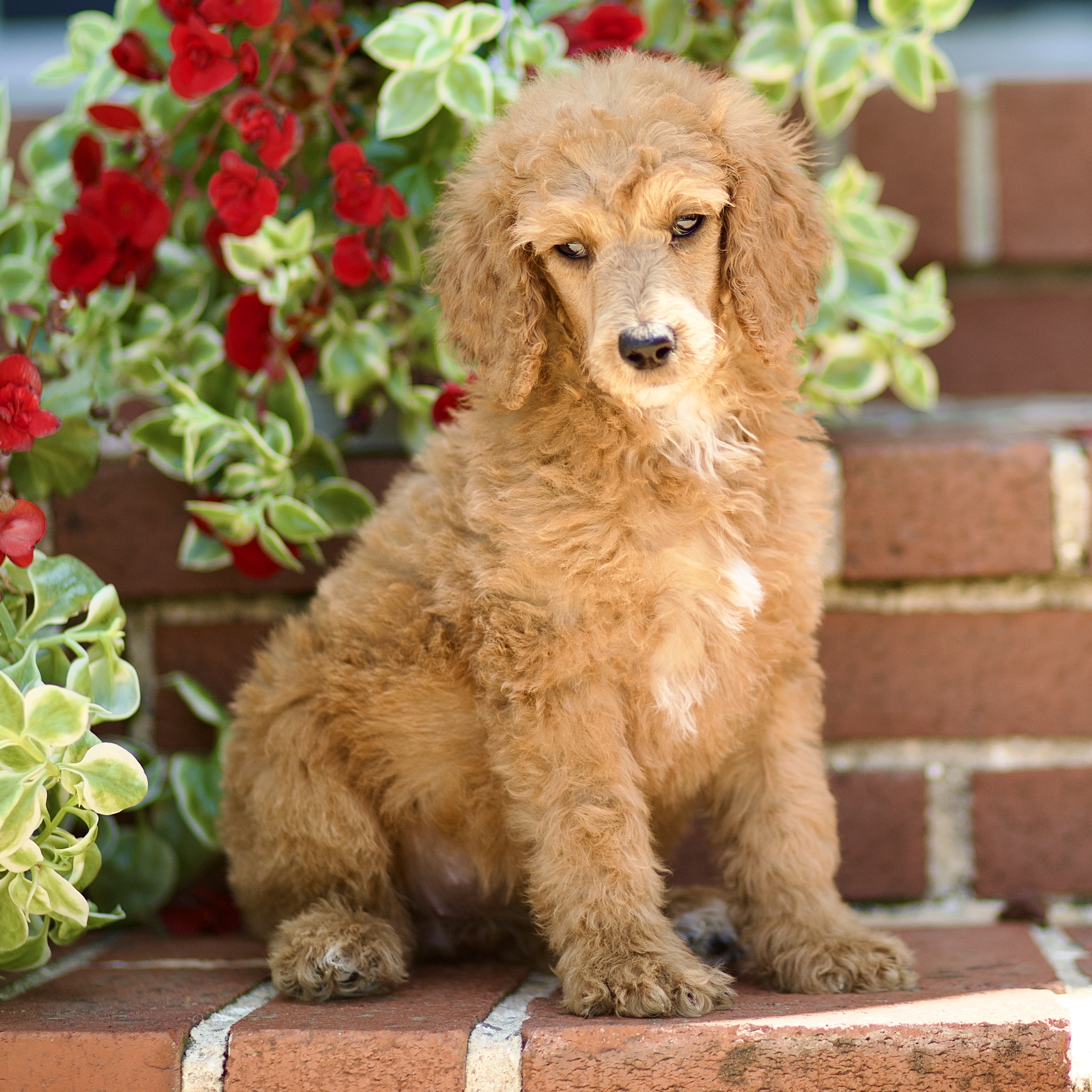 puppy, for, sale, Standard Poodle, John  Stoltzfus, dog, breeder, Christiana, PA, dog-breeder, puppy-for-sale, forsale, nearby, find, puppyfind, locator, puppylocator, aca