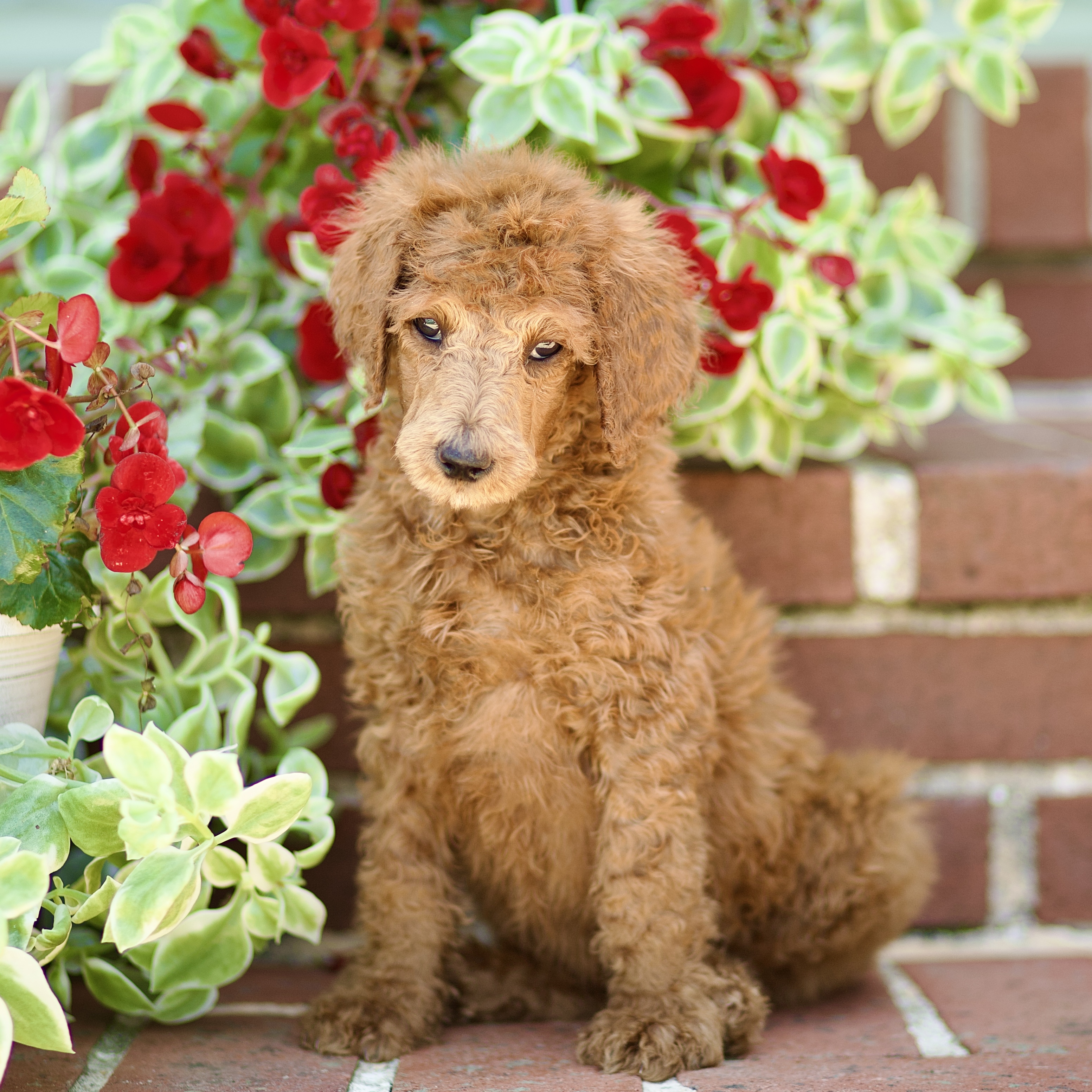 puppy, for, sale, Standard Poodle, John  Stoltzfus, dog, breeder, Christiana, PA, dog-breeder, puppy-for-sale, forsale, nearby, find, puppyfind, locator, puppylocator, aca