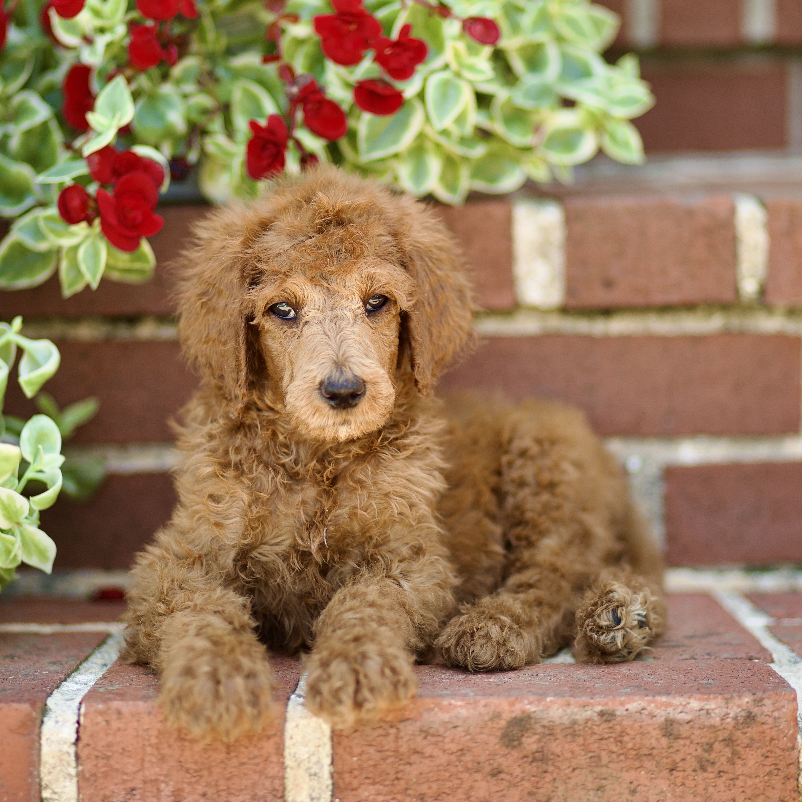 puppy, for, sale, Standard Poodle, John  Stoltzfus, dog, breeder, Christiana, PA, dog-breeder, puppy-for-sale, forsale, nearby, find, puppyfind, locator, puppylocator, aca