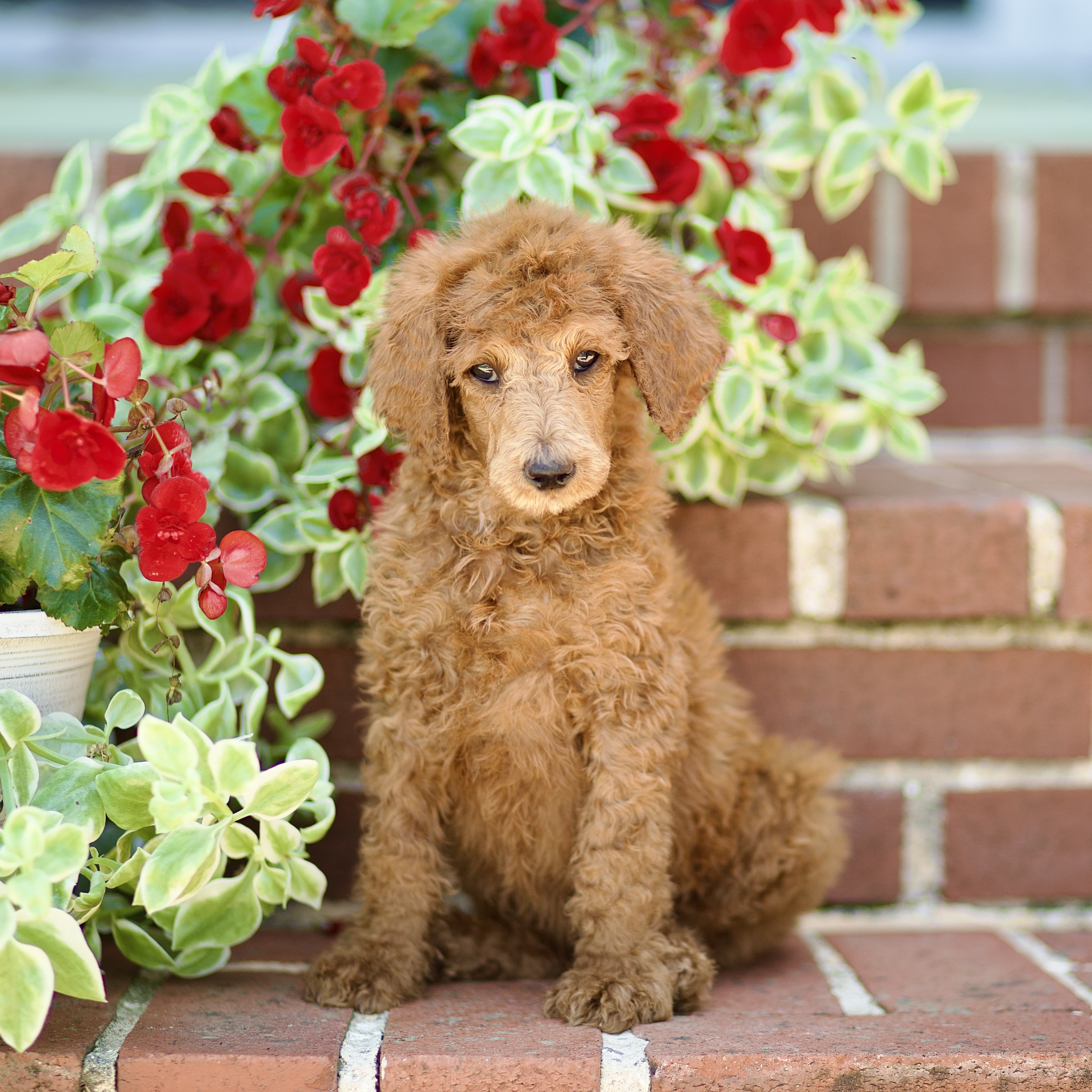 puppy, for, sale, Standard Poodle, John  Stoltzfus, dog, breeder, Christiana, PA, dog-breeder, puppy-for-sale, forsale, nearby, find, puppyfind, locator, puppylocator, aca