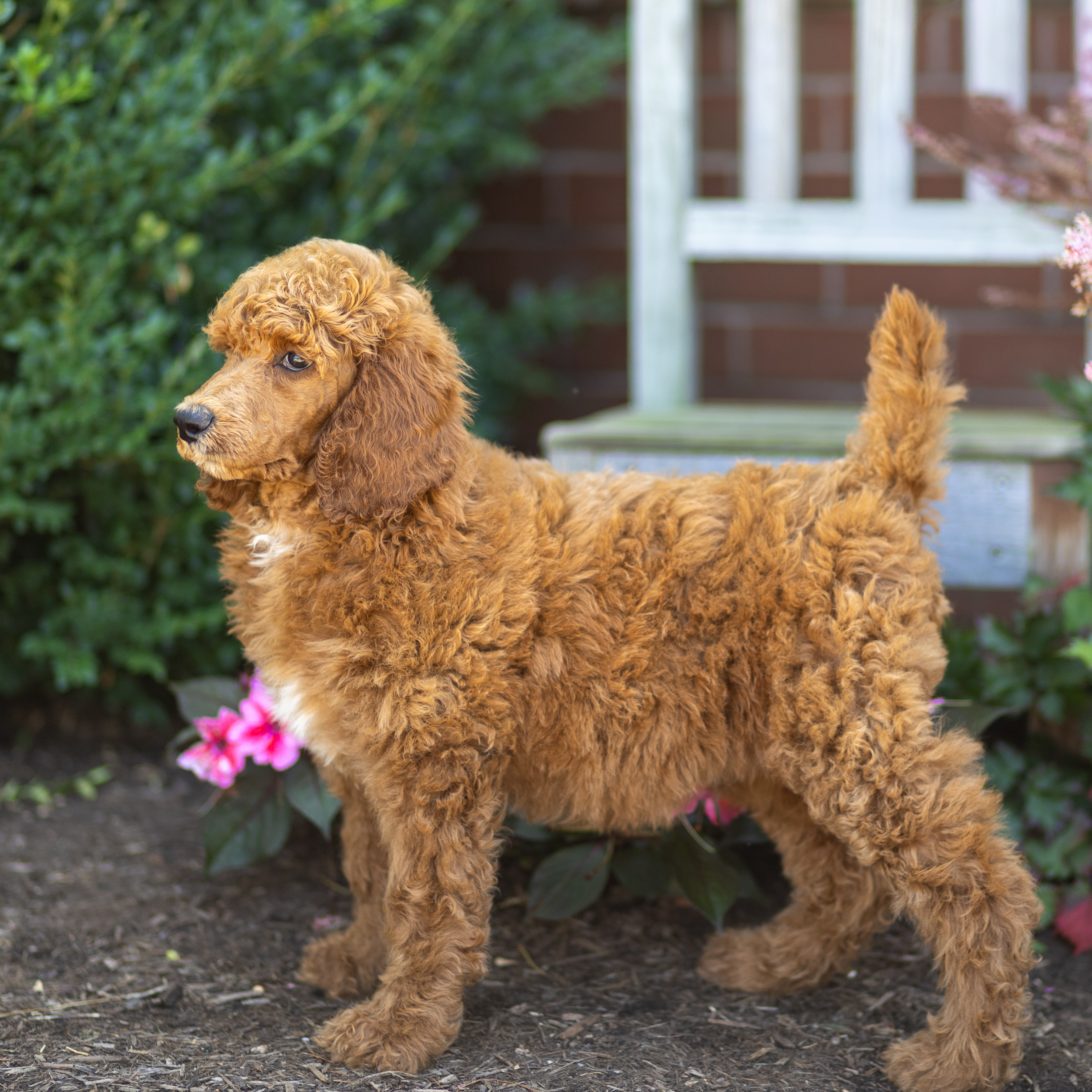 puppy, for, sale, Standard Poodle, John  Stoltzfus, dog, breeder, Christiana, PA, dog-breeder, puppy-for-sale, forsale, nearby, find, puppyfind, locator, puppylocator, aca