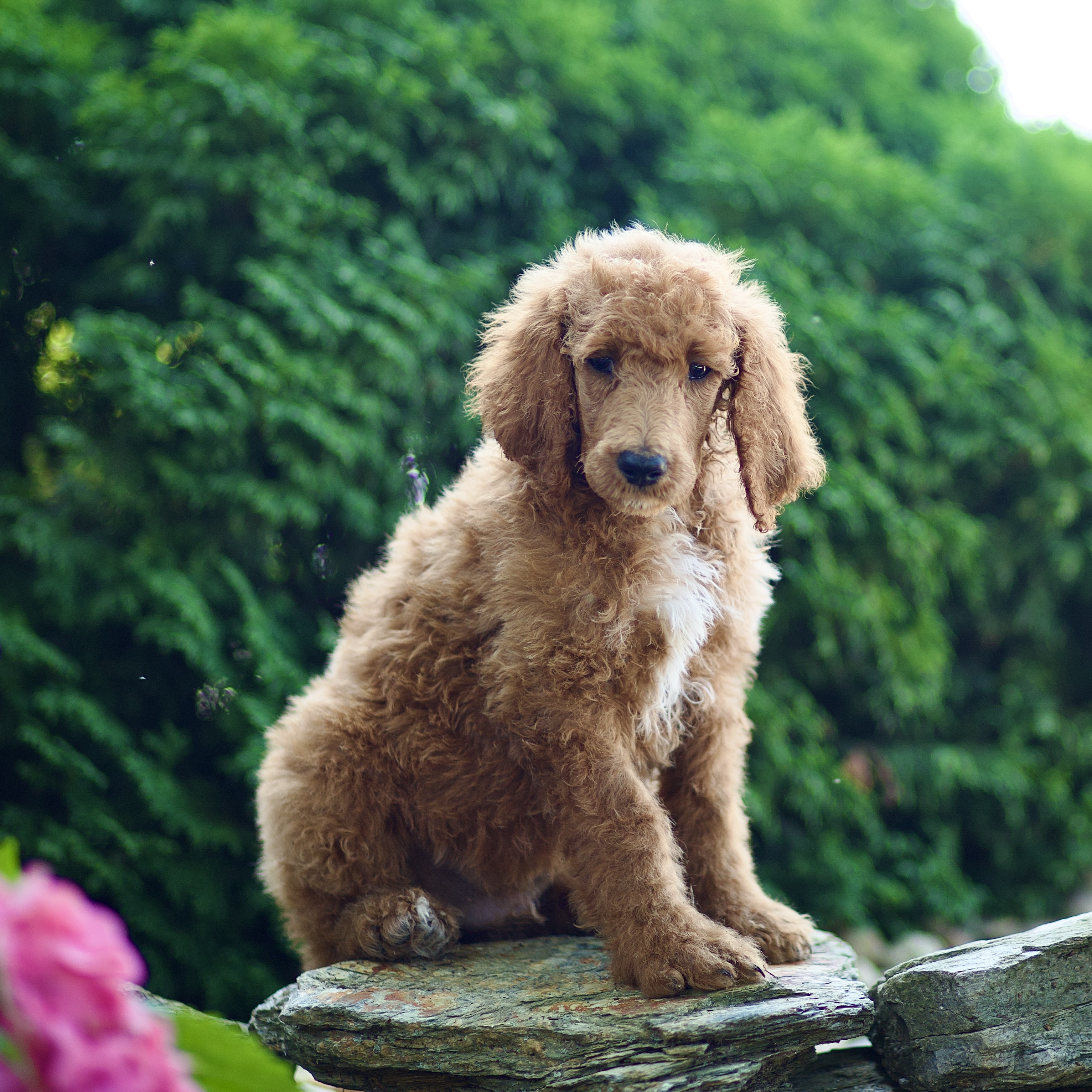 puppy, for, sale, Standard Poodle, John  Stoltzfus, dog, breeder, Christiana, PA, dog-breeder, puppy-for-sale, forsale, nearby, find, puppyfind, locator, puppylocator, aca