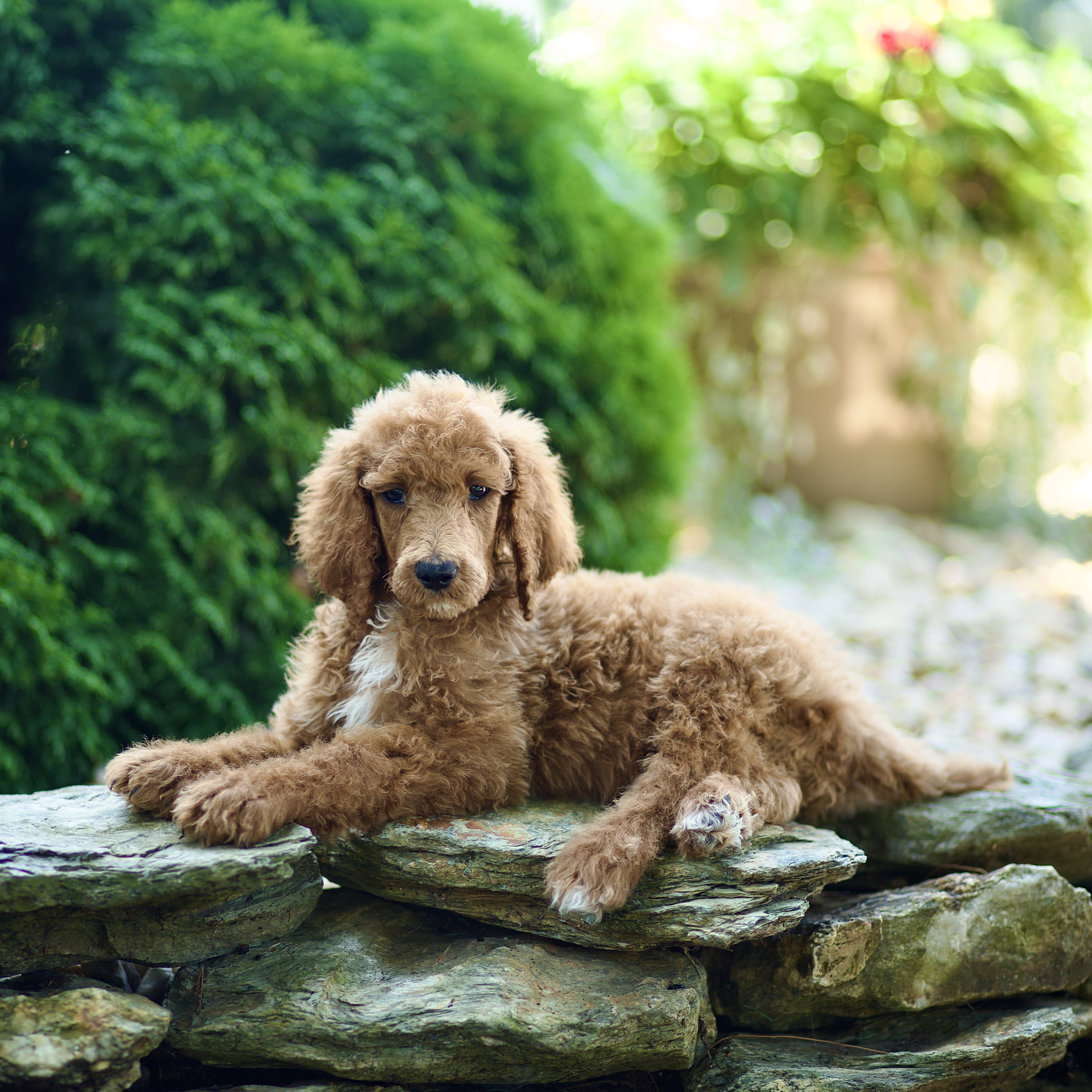 puppy, for, sale, Standard Poodle, John  Stoltzfus, dog, breeder, Christiana, PA, dog-breeder, puppy-for-sale, forsale, nearby, find, puppyfind, locator, puppylocator, aca