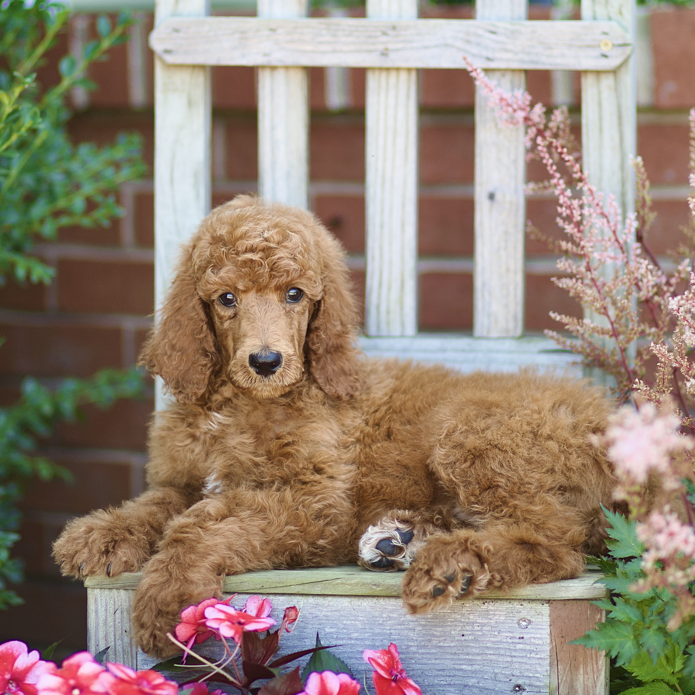 puppy, for, sale, Standard Poodle, John  Stoltzfus, dog, breeder, Christiana, PA, dog-breeder, puppy-for-sale, forsale, nearby, find, puppyfind, locator, puppylocator, aca