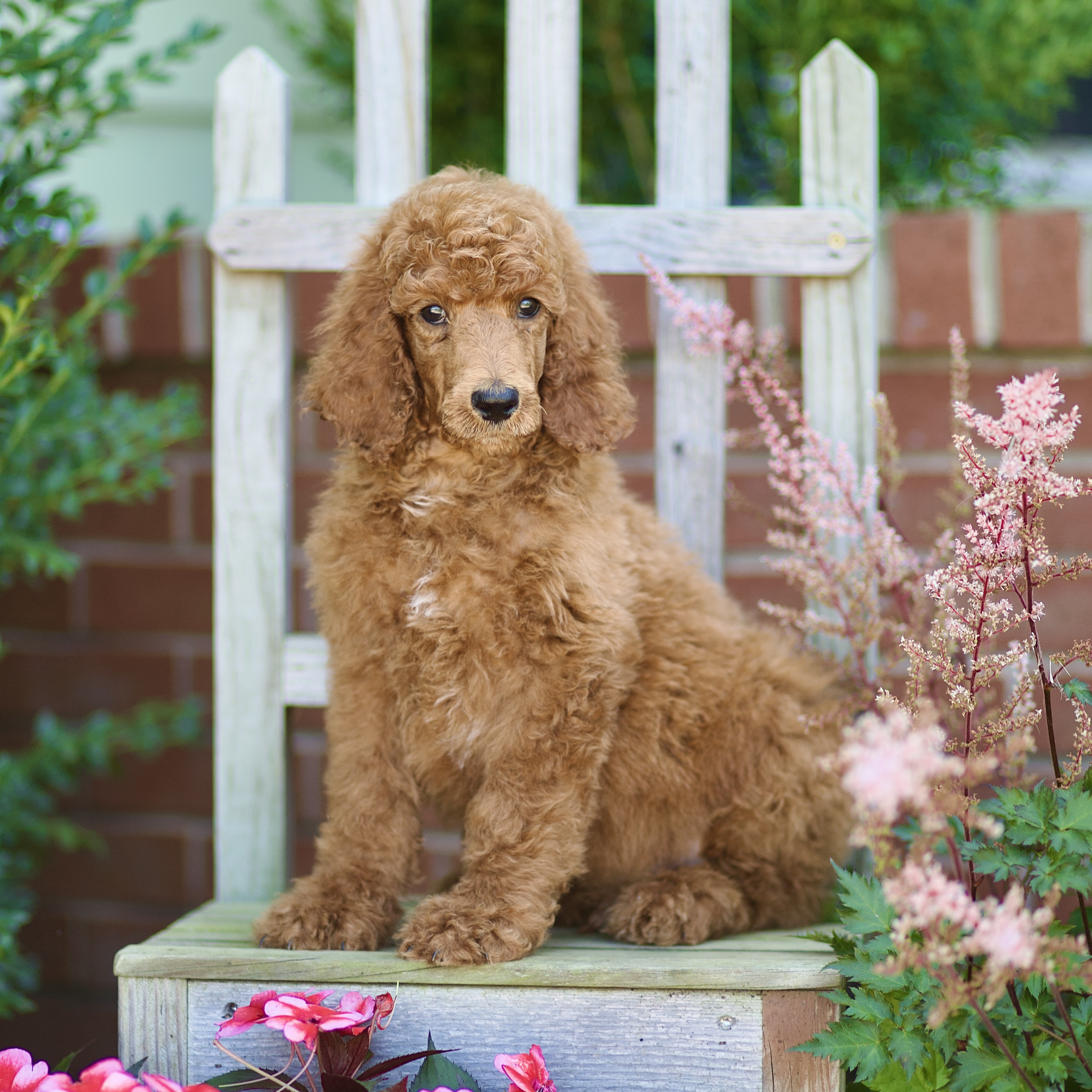 puppy, for, sale, Standard Poodle, John  Stoltzfus, dog, breeder, Christiana, PA, dog-breeder, puppy-for-sale, forsale, nearby, find, puppyfind, locator, puppylocator, aca