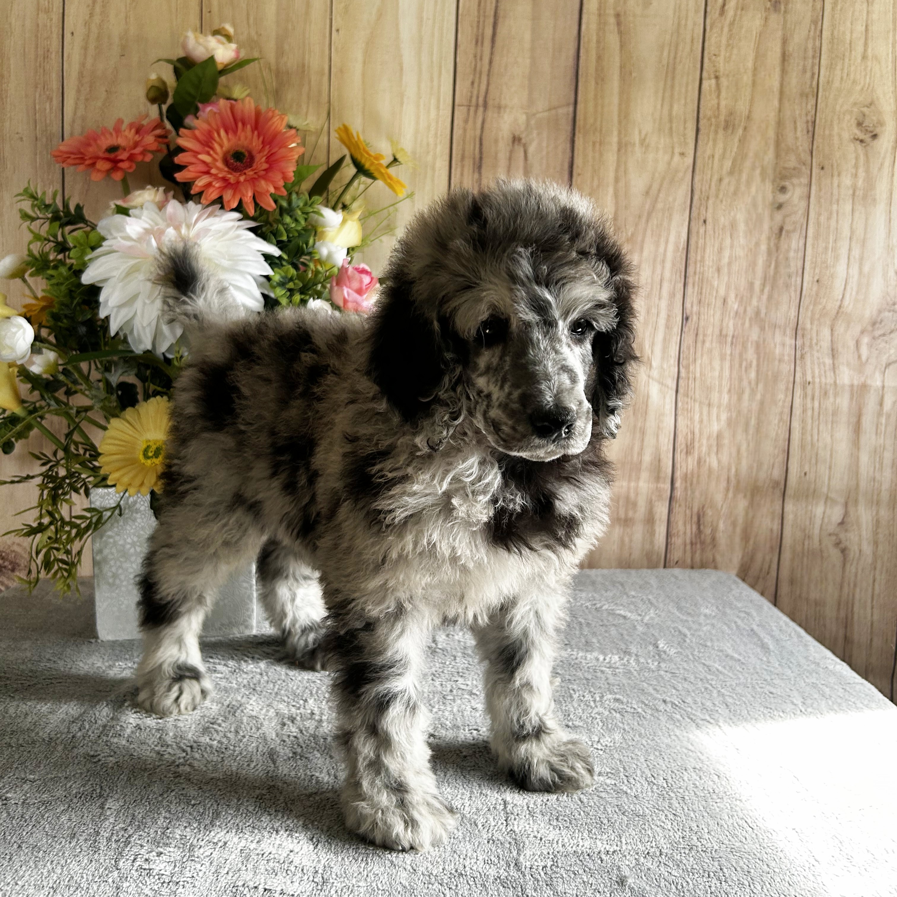 John Stoltzfus Breeder Lancaster Pa - nn03j5b