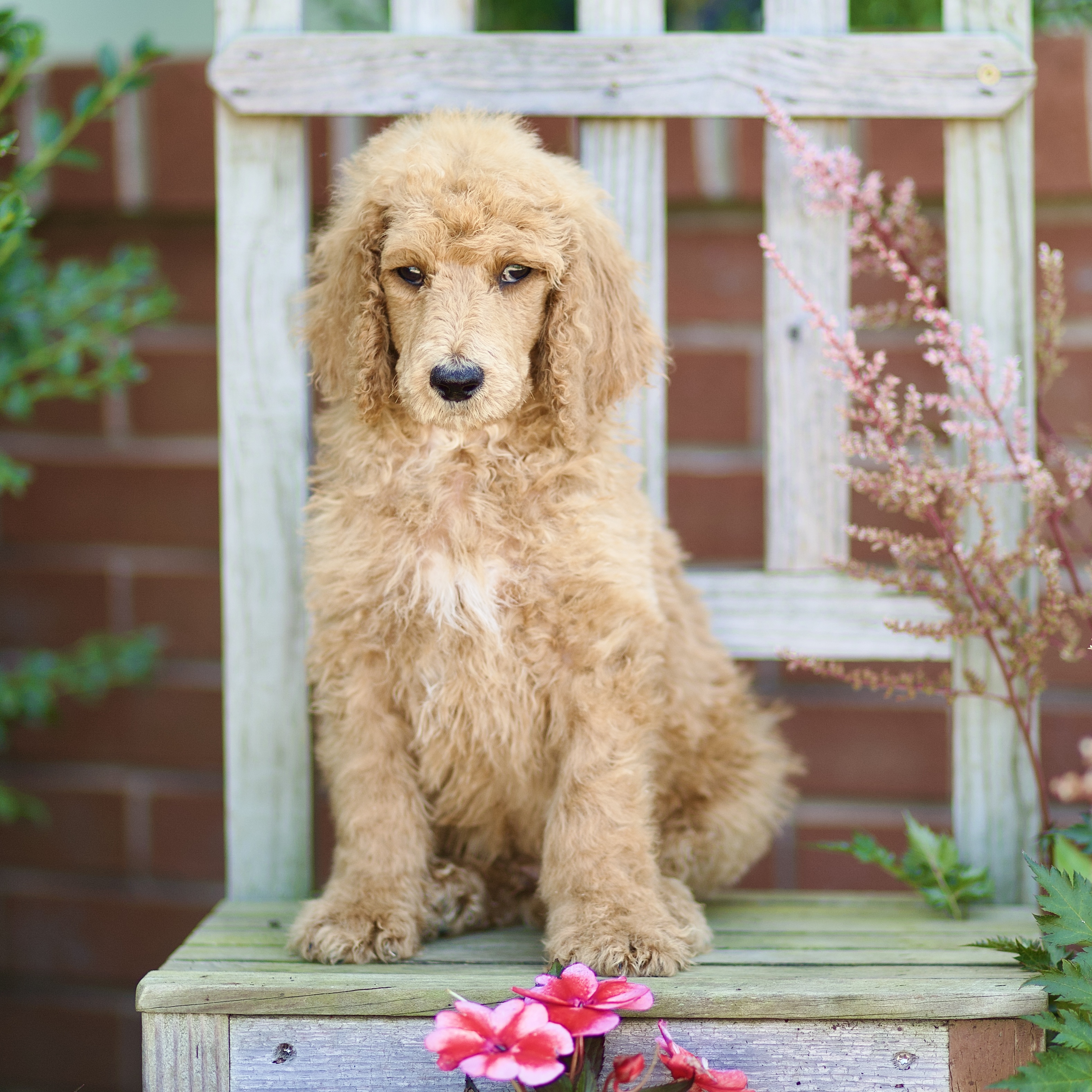 puppy, for, sale, Standard Poodle, John  Stoltzfus, dog, breeder, Christiana, PA, dog-breeder, puppy-for-sale, forsale, nearby, find, puppyfind, locator, puppylocator, aca