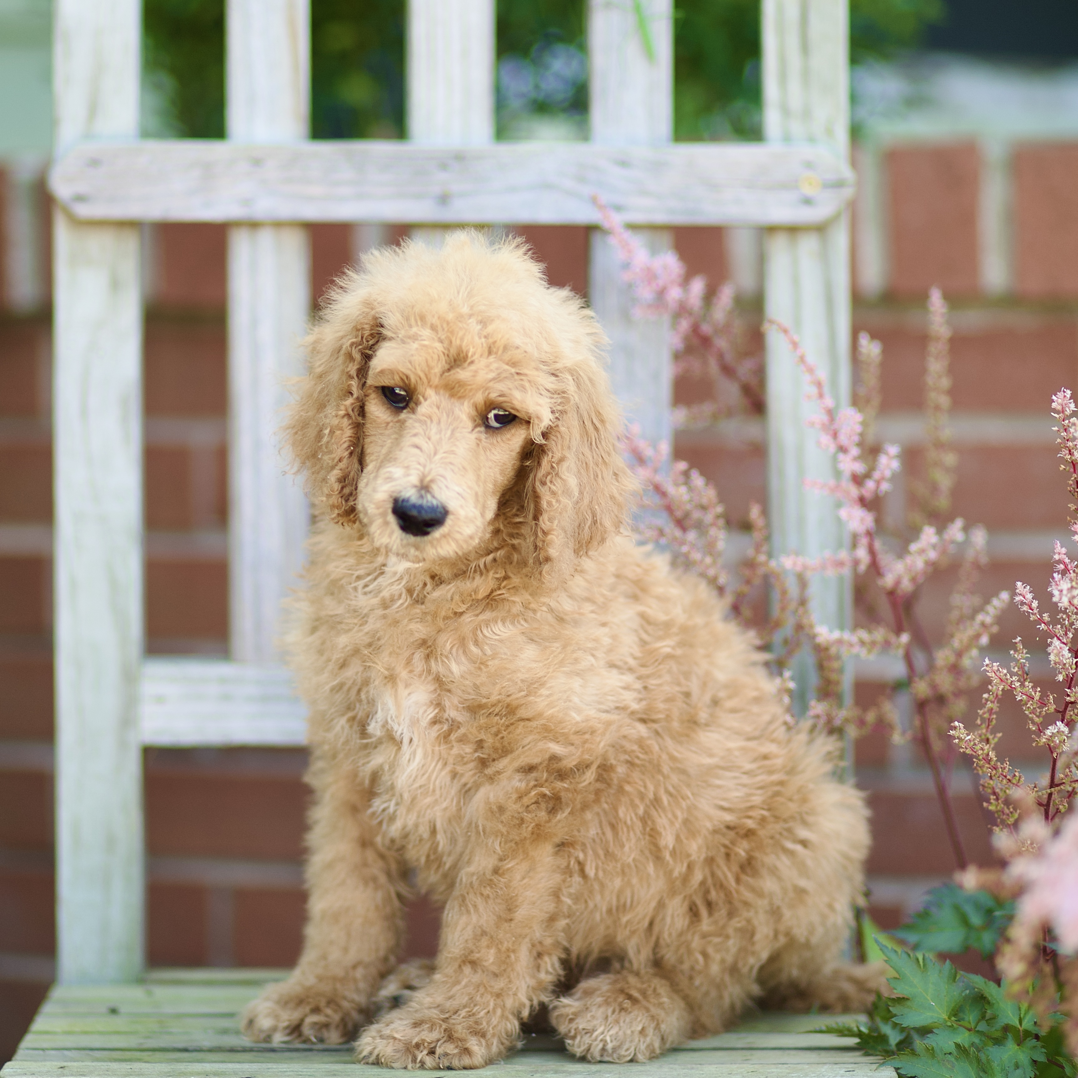 puppy, for, sale, Standard Poodle, John  Stoltzfus, dog, breeder, Christiana, PA, dog-breeder, puppy-for-sale, forsale, nearby, find, puppyfind, locator, puppylocator, aca