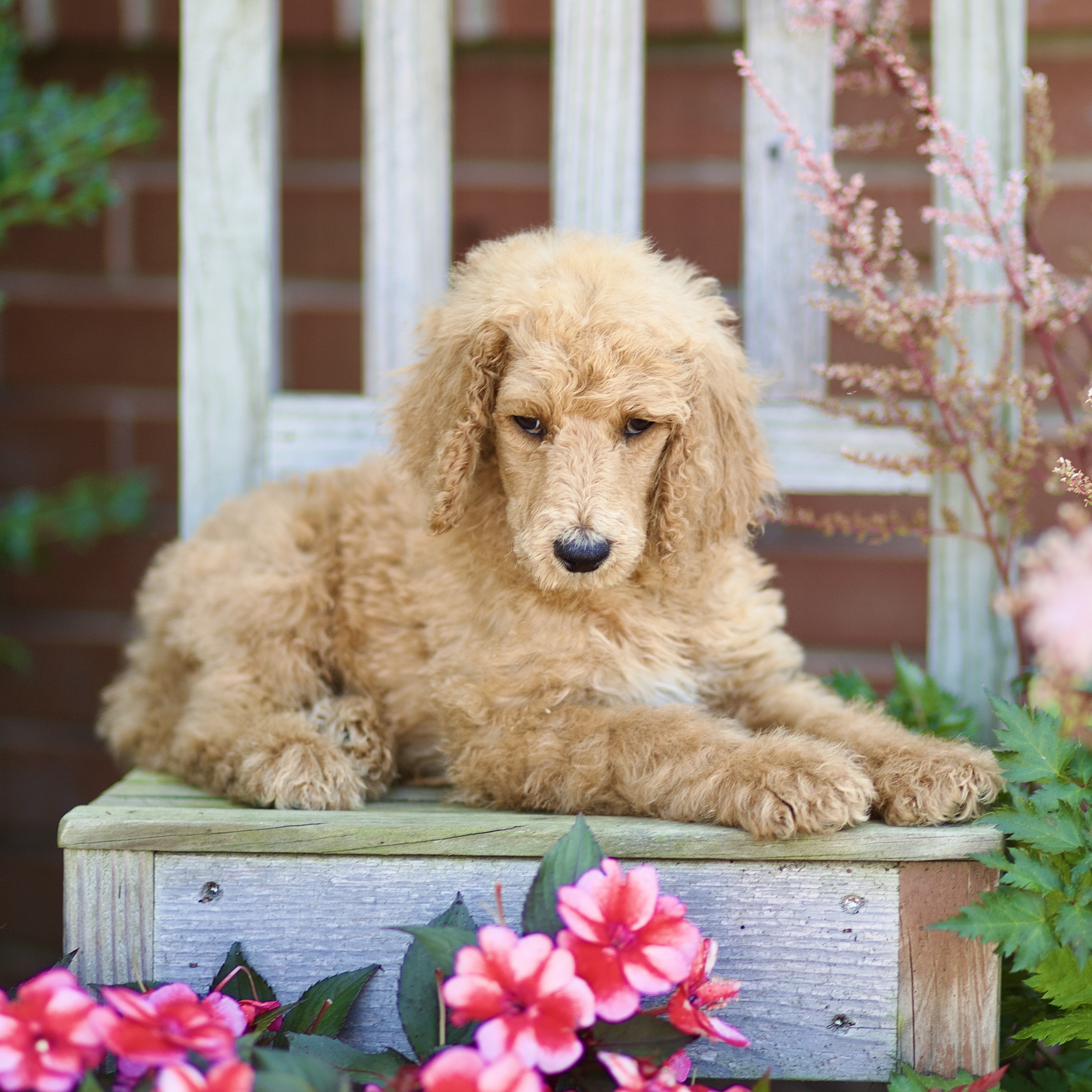 puppy, for, sale, Standard Poodle, John  Stoltzfus, dog, breeder, Christiana, PA, dog-breeder, puppy-for-sale, forsale, nearby, find, puppyfind, locator, puppylocator, aca