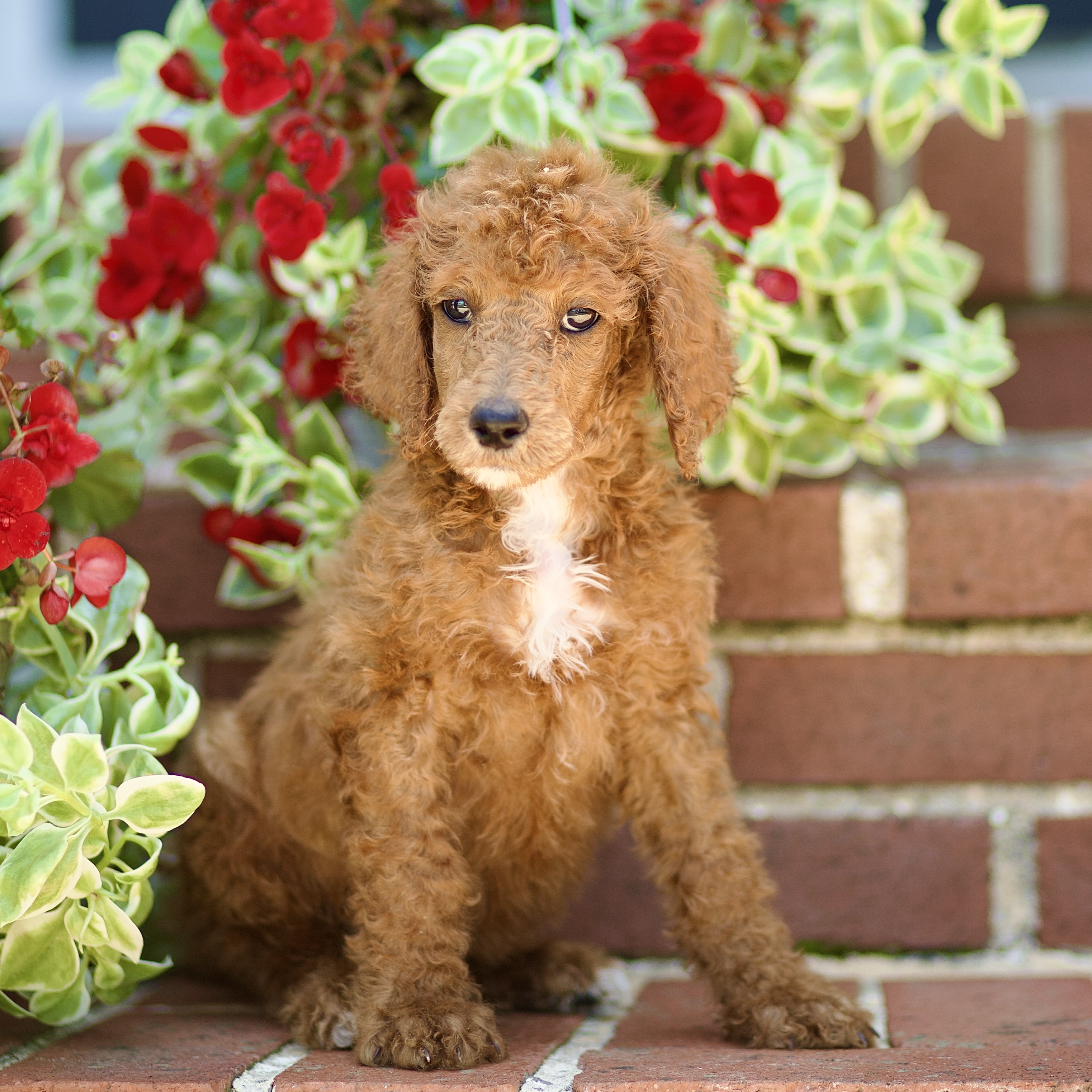 puppy, for, sale, Standard Poodle, John  Stoltzfus, dog, breeder, Christiana, PA, dog-breeder, puppy-for-sale, forsale, nearby, find, puppyfind, locator, puppylocator, aca