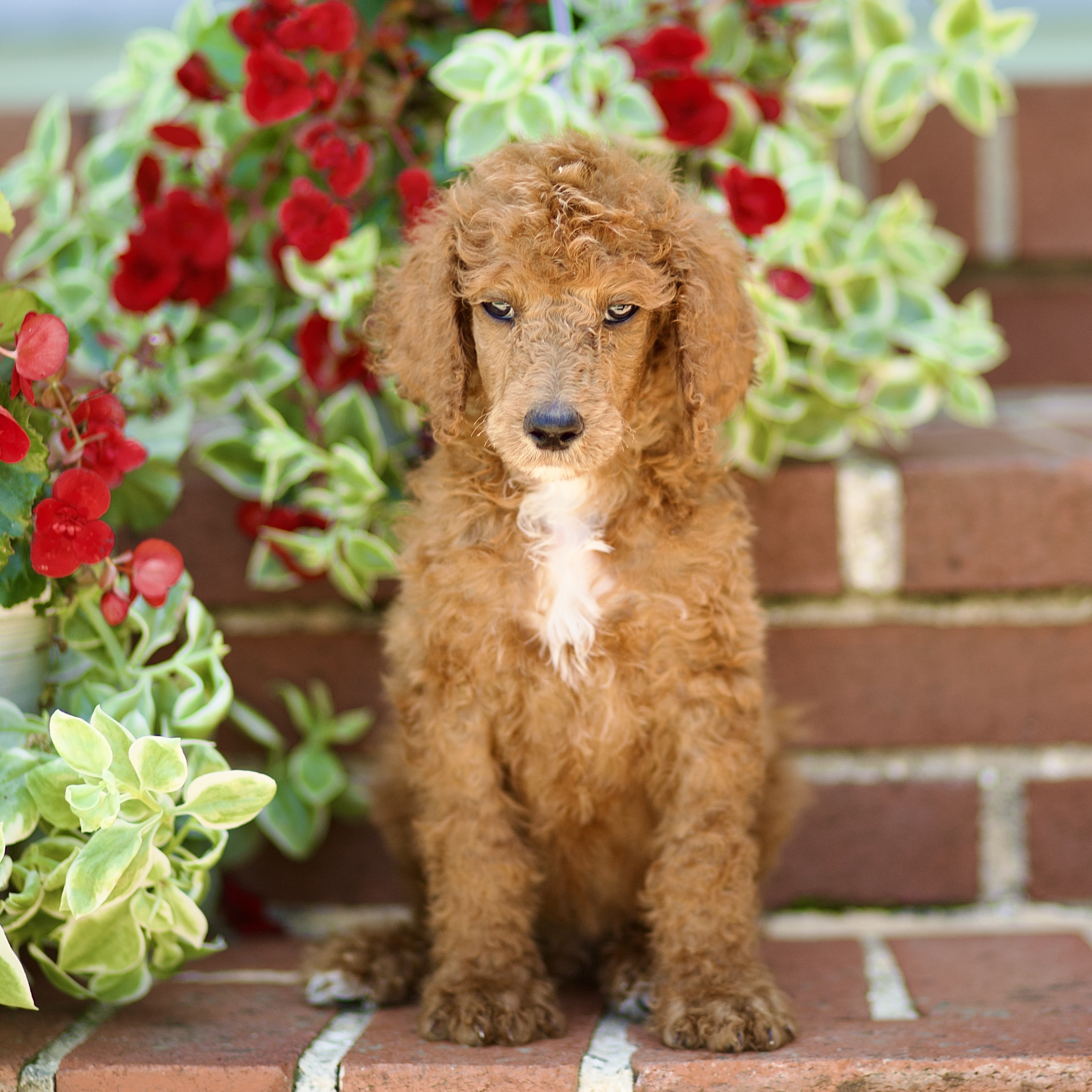 puppy, for, sale, Standard Poodle, John  Stoltzfus, dog, breeder, Christiana, PA, dog-breeder, puppy-for-sale, forsale, nearby, find, puppyfind, locator, puppylocator, aca