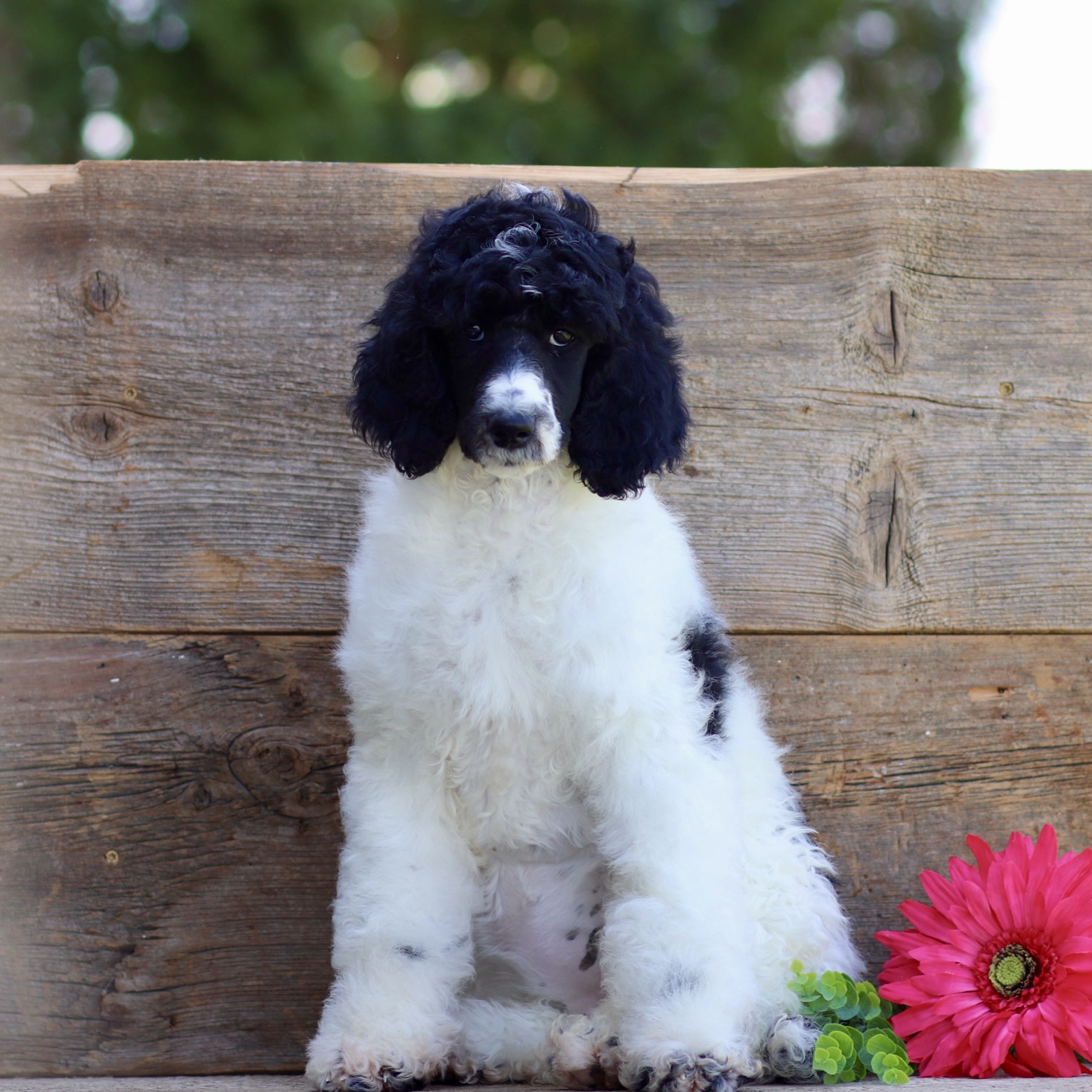 puppy, for, sale, Standard Poodle, John  Stoltzfus, dog, breeder, Christiana, PA, dog-breeder, puppy-for-sale, forsale, nearby, find, puppyfind, locator, puppylocator, aca