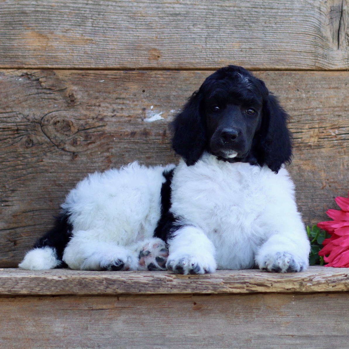 puppy, for, sale, Standard Poodle, John  Stoltzfus, dog, breeder, Christiana, PA, dog-breeder, puppy-for-sale, forsale, nearby, find, puppyfind, locator, puppylocator, aca