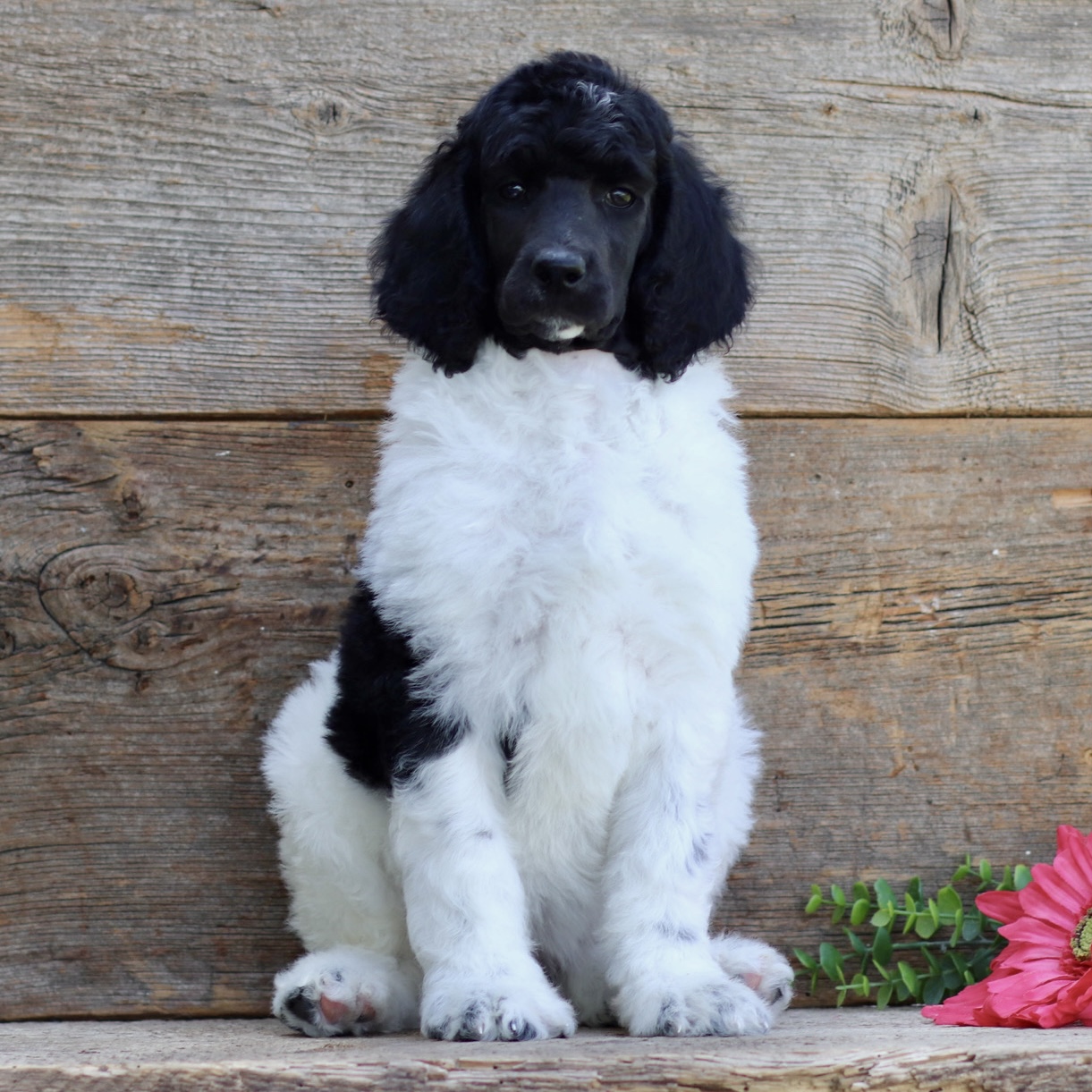 puppy, for, sale, Standard Poodle, John  Stoltzfus, dog, breeder, Christiana, PA, dog-breeder, puppy-for-sale, forsale, nearby, find, puppyfind, locator, puppylocator, aca
