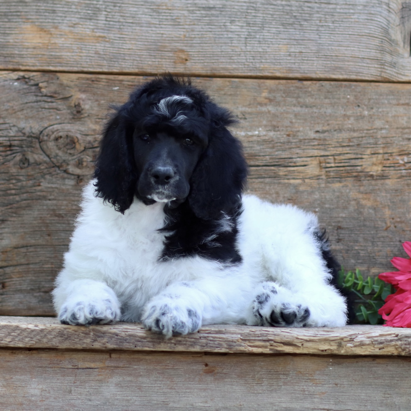 puppy, for, sale, Standard Poodle, John  Stoltzfus, dog, breeder, Christiana, PA, dog-breeder, puppy-for-sale, forsale, nearby, find, puppyfind, locator, puppylocator, aca