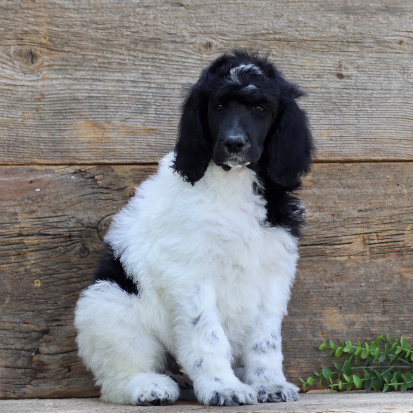 puppy, for, sale, Standard Poodle, John  Stoltzfus, dog, breeder, Christiana, PA, dog-breeder, puppy-for-sale, forsale, nearby, find, puppyfind, locator, puppylocator, aca