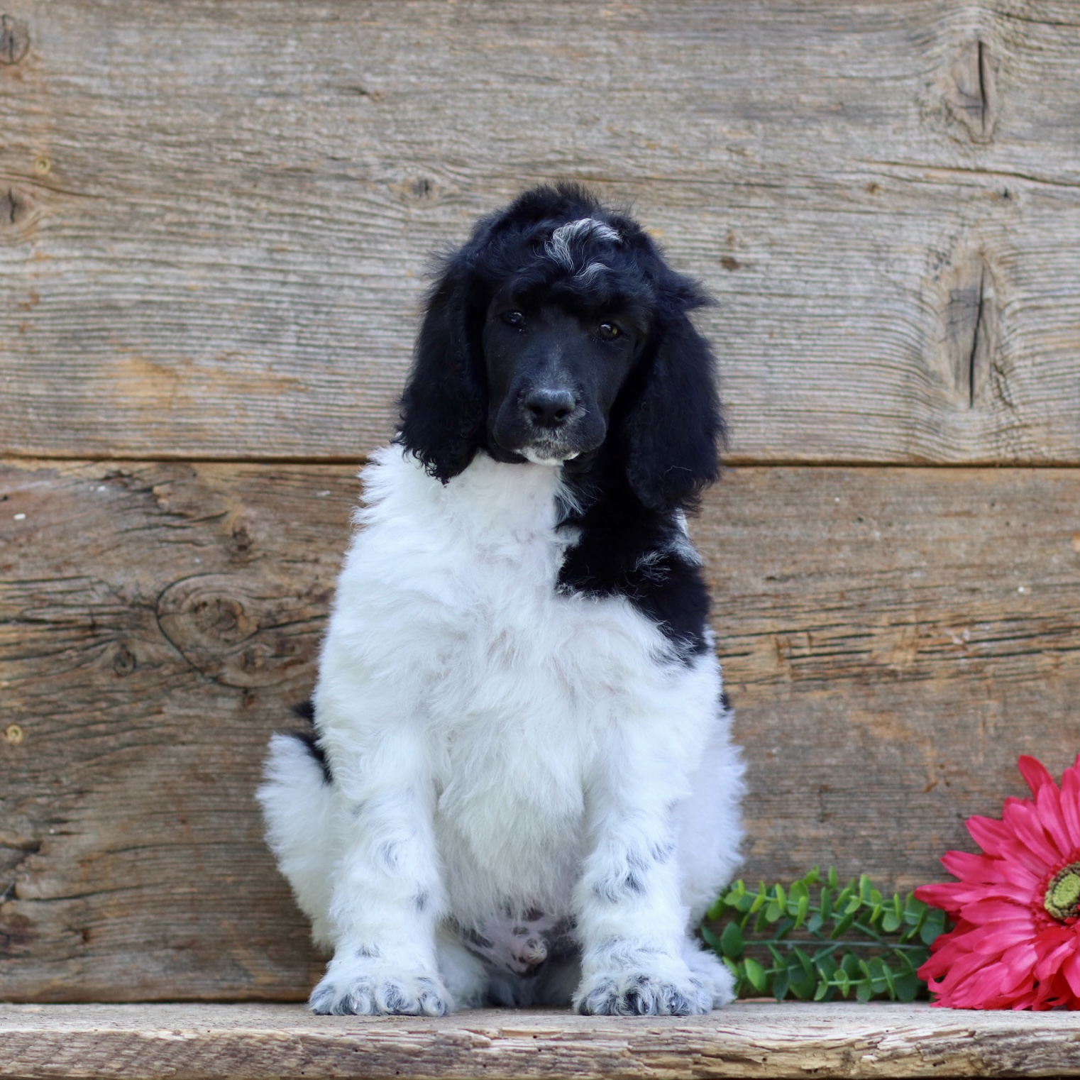 puppy, for, sale, Standard Poodle, John  Stoltzfus, dog, breeder, Christiana, PA, dog-breeder, puppy-for-sale, forsale, nearby, find, puppyfind, locator, puppylocator, aca