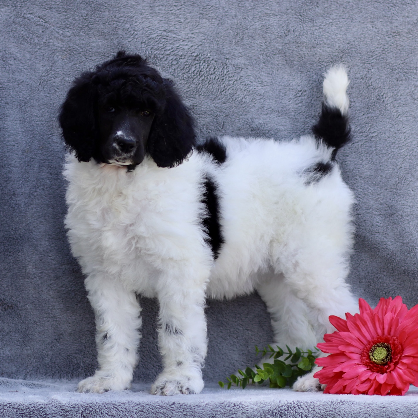 puppy, for, sale, Standard Poodle, John  Stoltzfus, dog, breeder, Christiana, PA, dog-breeder, puppy-for-sale, forsale, nearby, find, puppyfind, locator, puppylocator, aca
