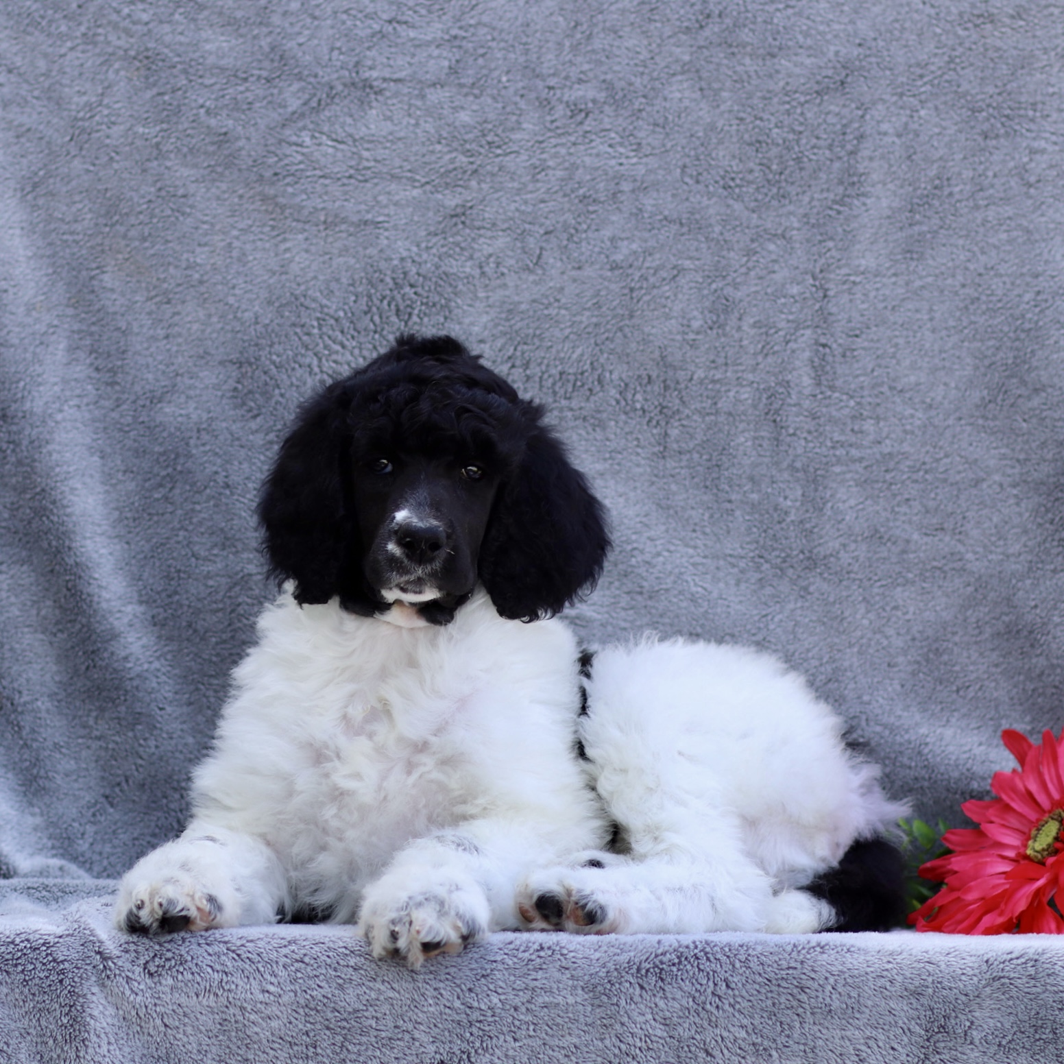 puppy, for, sale, Standard Poodle, John  Stoltzfus, dog, breeder, Christiana, PA, dog-breeder, puppy-for-sale, forsale, nearby, find, puppyfind, locator, puppylocator, aca
