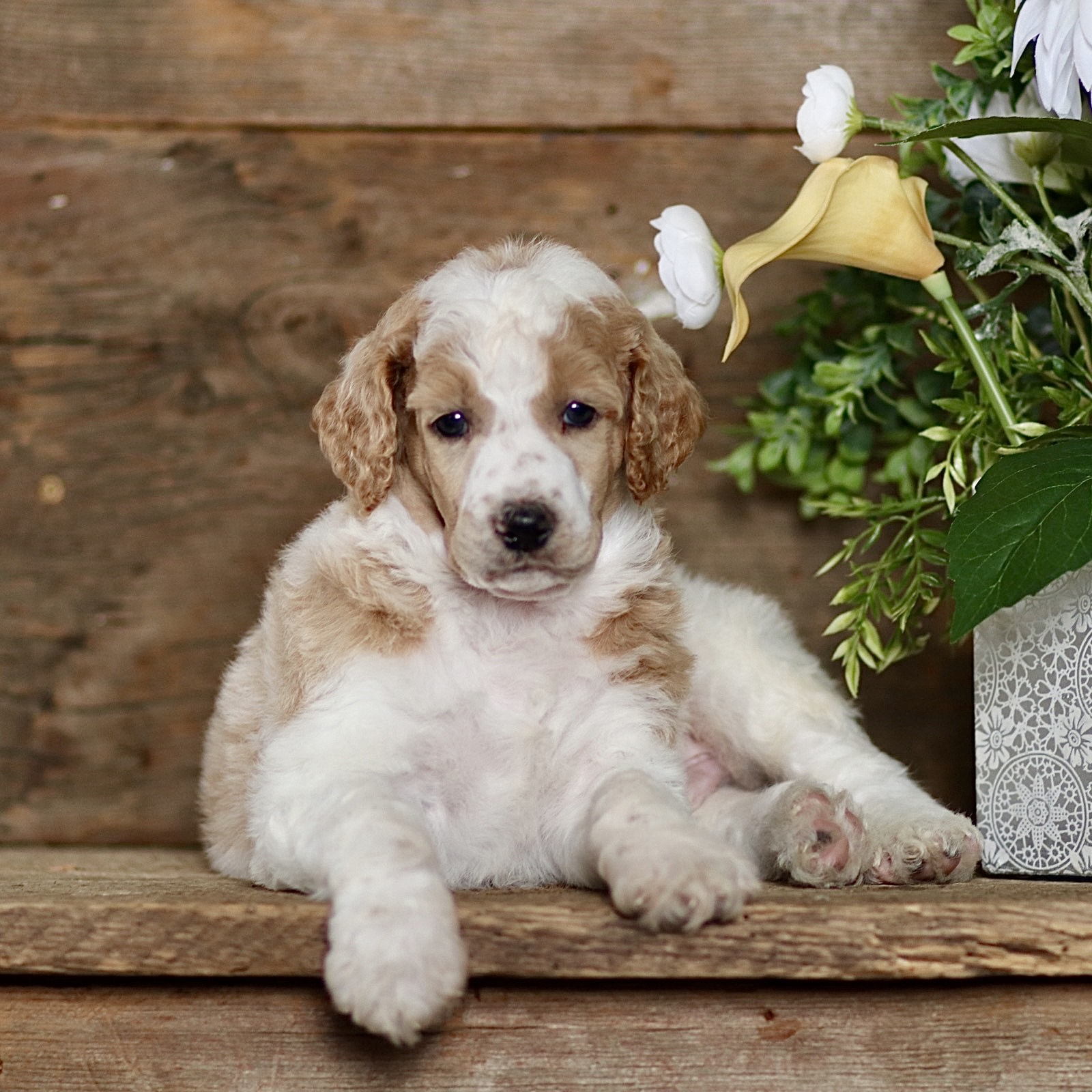 puppy, for, sale, Standard Poodle, John  Stoltzfus, dog, breeder, Christiana, PA, dog-breeder, puppy-for-sale, forsale, nearby, find, puppyfind, locator, puppylocator, aca