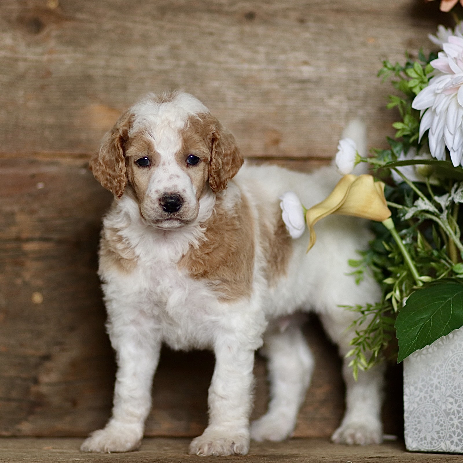 puppy, for, sale, Standard Poodle, John  Stoltzfus, dog, breeder, Christiana, PA, dog-breeder, puppy-for-sale, forsale, nearby, find, puppyfind, locator, puppylocator, aca
