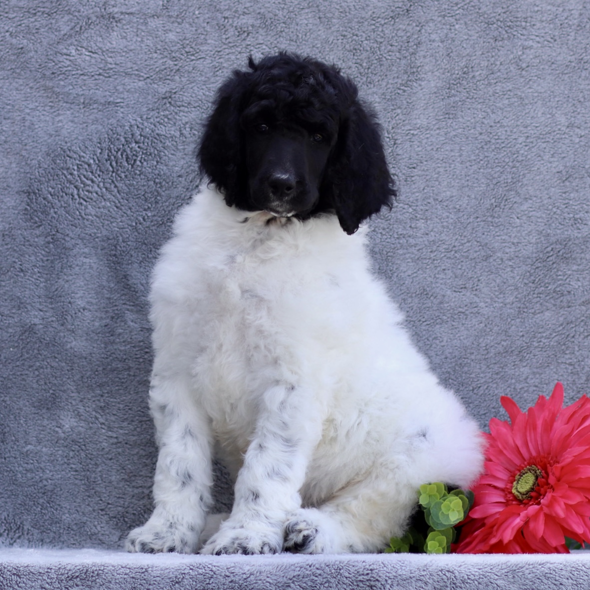 puppy, for, sale, Standard Poodle, John  Stoltzfus, dog, breeder, Christiana, PA, dog-breeder, puppy-for-sale, forsale, nearby, find, puppyfind, locator, puppylocator, aca