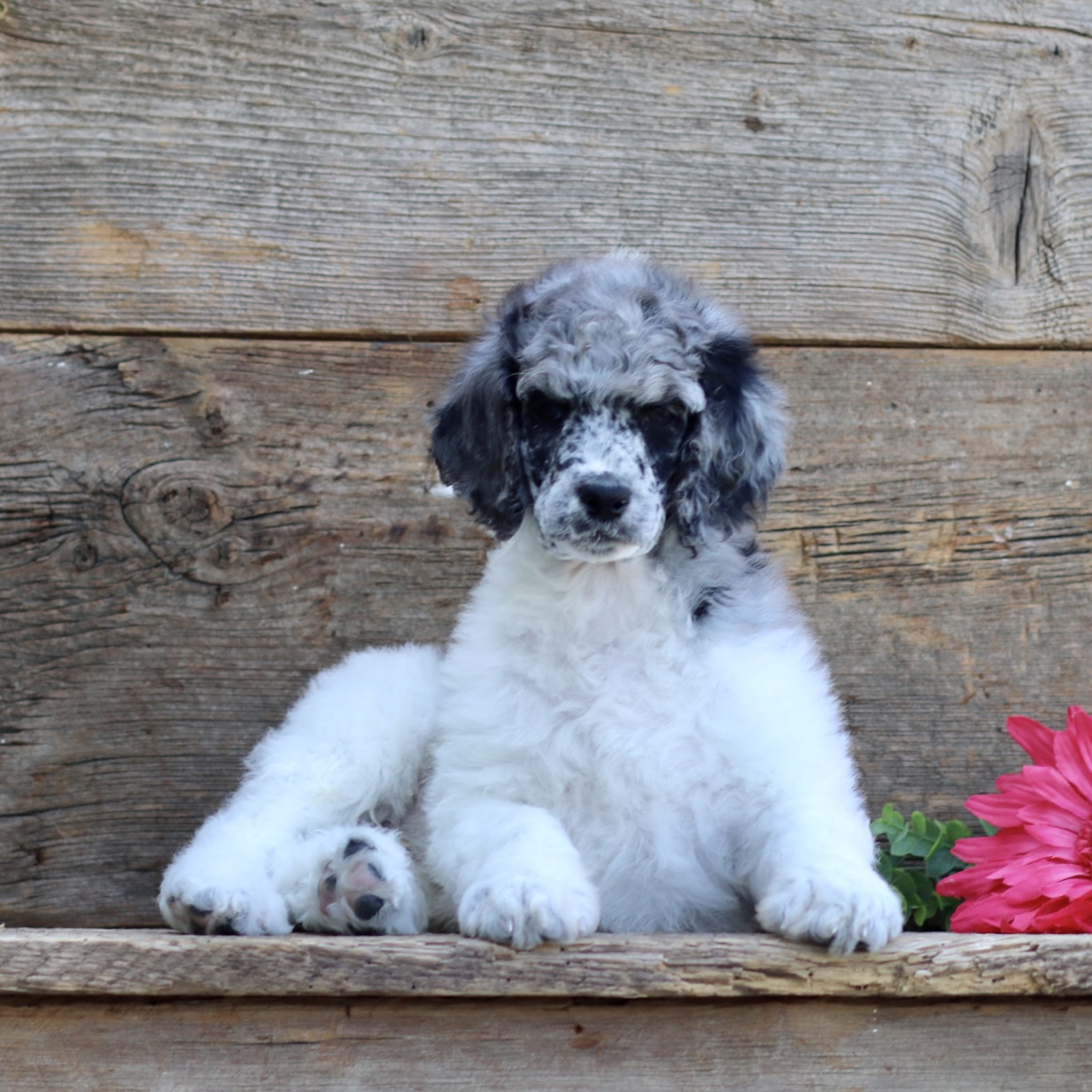 puppy, for, sale, Standard Poodle, John  Stoltzfus, dog, breeder, Christiana, PA, dog-breeder, puppy-for-sale, forsale, nearby, find, puppyfind, locator, puppylocator, aca