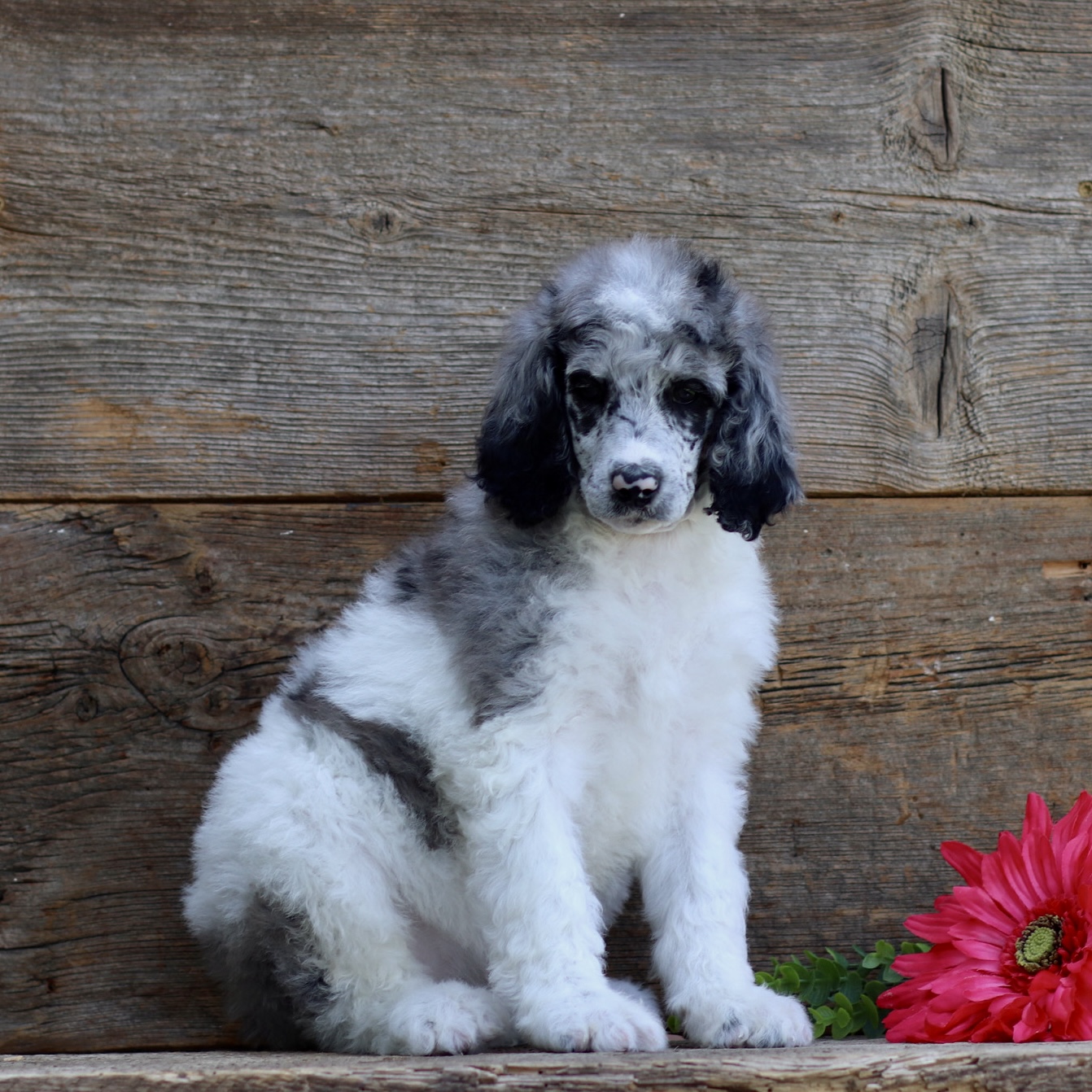 puppy, for, sale, Standard Poodle, John  Stoltzfus, dog, breeder, Christiana, PA, dog-breeder, puppy-for-sale, forsale, nearby, find, puppyfind, locator, puppylocator, aca