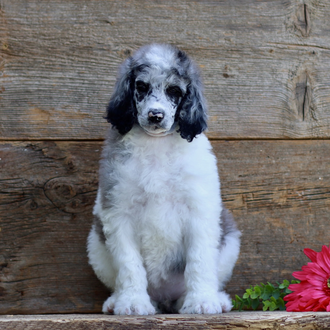 puppy, for, sale, Standard Poodle, John  Stoltzfus, dog, breeder, Christiana, PA, dog-breeder, puppy-for-sale, forsale, nearby, find, puppyfind, locator, puppylocator, aca