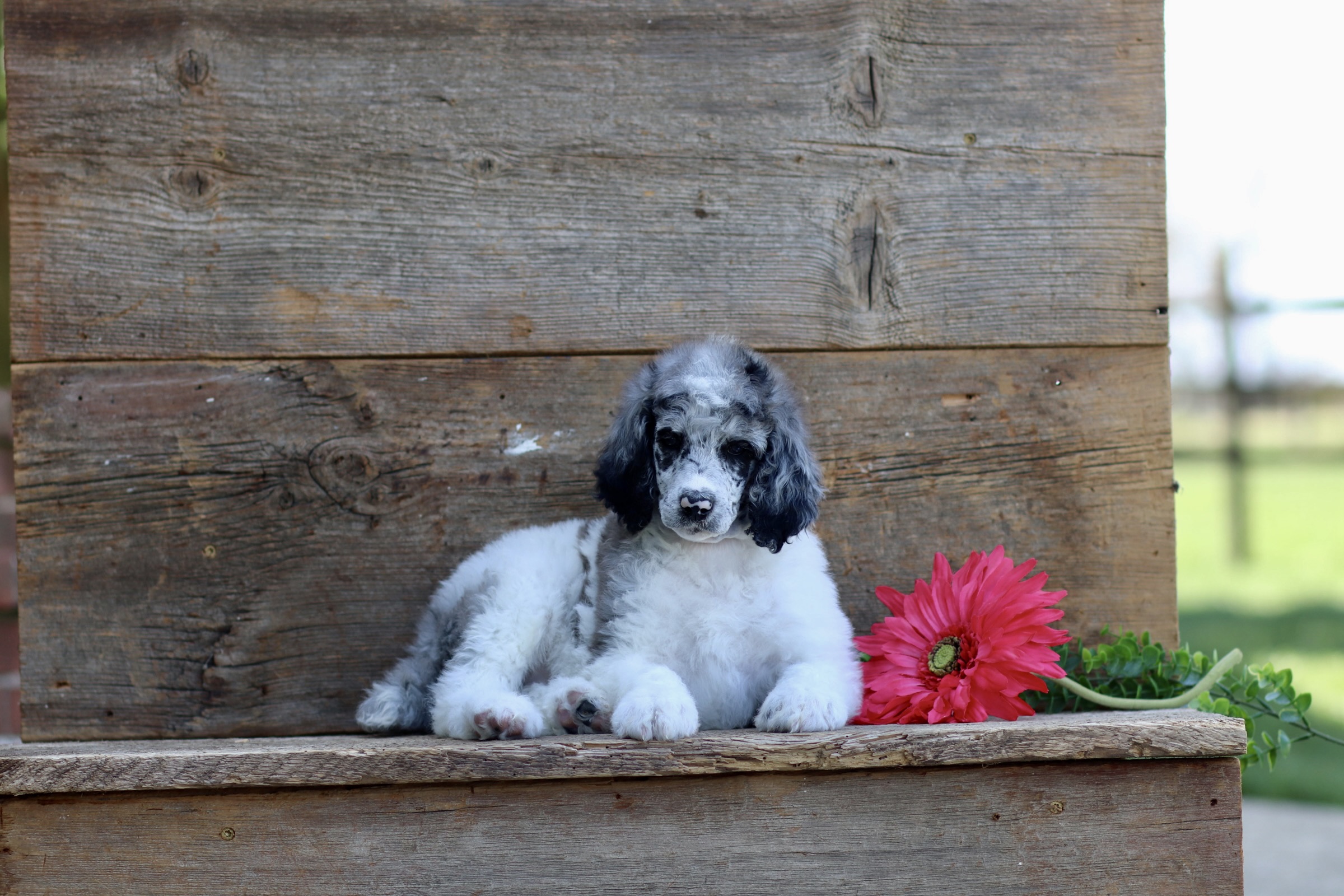 puppy, for, sale, Standard Poodle, John  Stoltzfus, dog, breeder, Christiana, PA, dog-breeder, puppy-for-sale, forsale, nearby, find, puppyfind, locator, puppylocator, aca